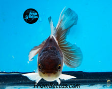 Load image into Gallery viewer, Panda Oranda (3.25+ inches nose to tail)