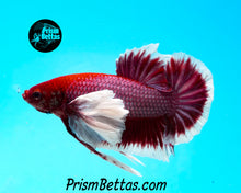 Load image into Gallery viewer, Purple Dumbo Halfmoon Plakat Male