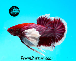 Purple Dumbo Halfmoon Plakat Male