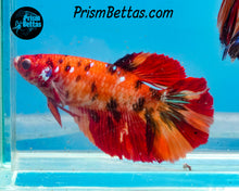 Load image into Gallery viewer, Candy Koi Halfmoon Female