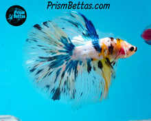 Load image into Gallery viewer, Marble Halfmoon Male
