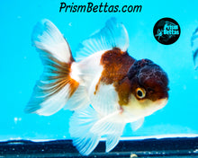 Load image into Gallery viewer, Panda Oranda (3.25+ inches nose to tail)