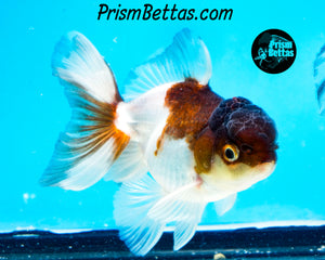 Panda Oranda (3.25+ inches nose to tail)