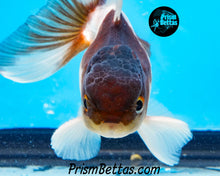 Load image into Gallery viewer, Panda Oranda (3.25+ inches nose to tail)