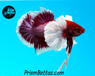 Purple Dumbo Halfmoon Plakat Male