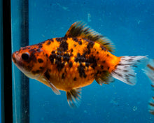 Load image into Gallery viewer, Calico Pearlscale Goldfish (3.5-4.25 inches)