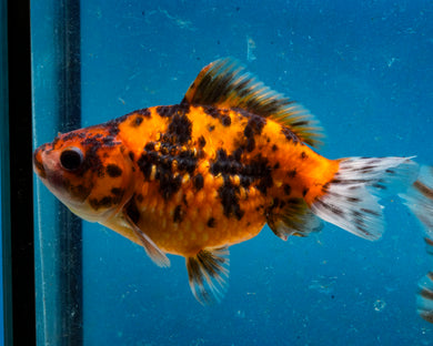 Calico Pearlscale Goldfish (3.5-4.25 inches)