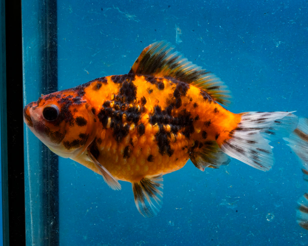 Calico Pearlscale Goldfish (3.5-4.25 inches)