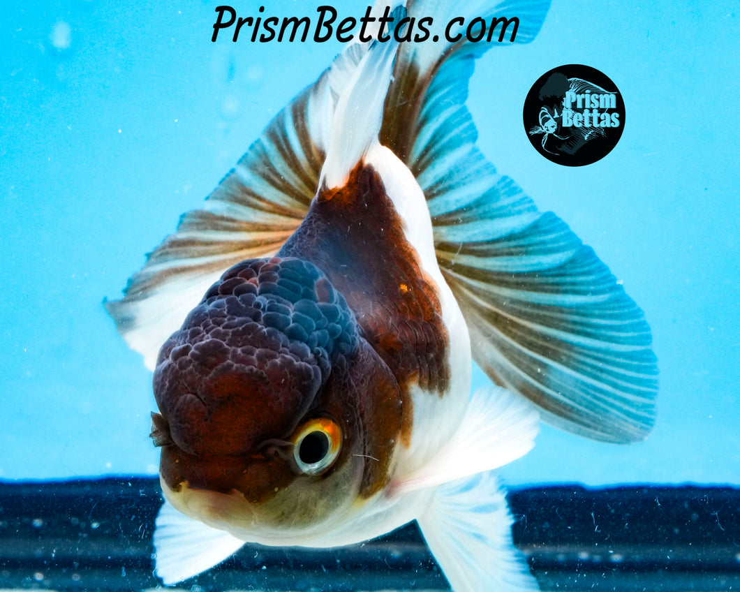 Panda Oranda (3.25+ inches nose to tail)