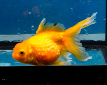 Load image into Gallery viewer, Yellow Pearlscale Goldfish (3.5-4.25 inches)