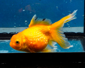 Yellow Pearlscale Goldfish (3.5-4.25 inches)