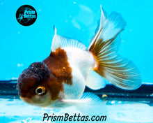 Load image into Gallery viewer, Panda Oranda (3.25+ inches nose to tail)