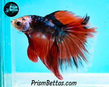 Load image into Gallery viewer, Marble Halfmoon Male