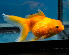 Load image into Gallery viewer, Yellow Pearlscale Goldfish (3.5-4.25 inches)