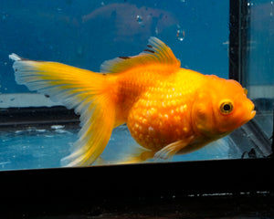 Yellow Pearlscale Goldfish (3.5-4.25 inches)