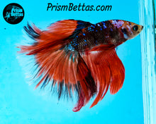 Load image into Gallery viewer, Marble Halfmoon Male