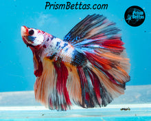 Load image into Gallery viewer, Rainbow Marble Halfmoon Male