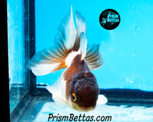 Load image into Gallery viewer, Panda Oranda (3.25+ inches nose to tail)