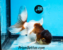 Load image into Gallery viewer, Panda Oranda (3.25+ inches nose to tail)