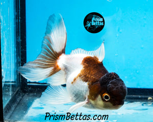 Panda Oranda (3.25+ inches nose to tail)