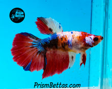 Load image into Gallery viewer, Candy Koi Halfmoon Female