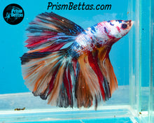 Load image into Gallery viewer, Rainbow Marble Halfmoon Male