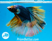 Load image into Gallery viewer, Grizzle Halfmoon Male