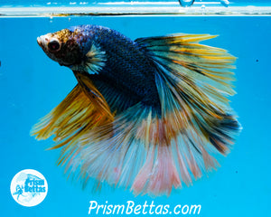 Grizzle Halfmoon Male
