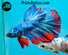 Load image into Gallery viewer, Marble Halfmoon Male