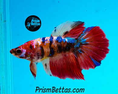 Candy Koi Halfmoon Female