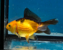 Load image into Gallery viewer, Apache Pearlscale Goldfish (3.5-4.25 inches)