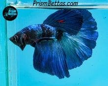 Load image into Gallery viewer, Blacklight Halfmoon Male