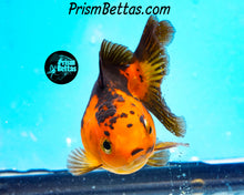 Load image into Gallery viewer, Orange and Black Shortbodied Oranda (2.75+ inches nose to tail)