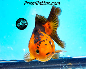 Orange and Black Shortbodied Oranda (2.75+ inches nose to tail)