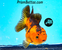 Load image into Gallery viewer, Orange and Black Shortbodied Oranda (2.75+ inches nose to tail)