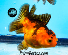 Load image into Gallery viewer, Orange and Black Shortbodied Oranda (2.75+ inches nose to tail)