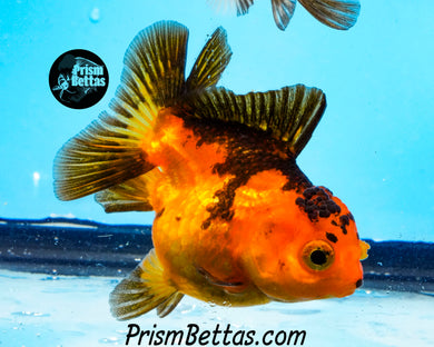 Orange and Black Shortbodied Oranda (2.75+ inches nose to tail)