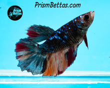 Load image into Gallery viewer, Galaxy Marble Halfmoon Female