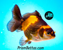 Load image into Gallery viewer, Orange and Black Oranda (3.25+ inches nose to tail)