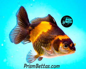 Orange and Black Oranda (3.25+ inches nose to tail)