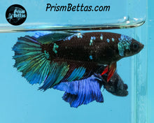 Load image into Gallery viewer, Blacklight Halfmoon Female