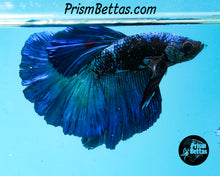 Load image into Gallery viewer, Blacklight Halfmoon Male