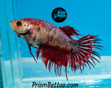 Load image into Gallery viewer, Marble Crowntail Female