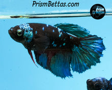 Load image into Gallery viewer, Blacklight Halfmoon Female