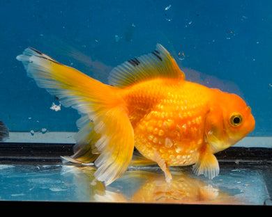 Yellow Pearlscale Goldfish (3.5-4.25 inches)