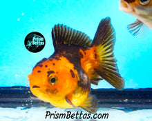 Load image into Gallery viewer, Orange and Black Shortbodied Oranda (2.75+ inches nose to tail)