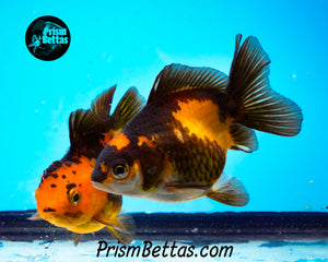 Orange and Black Oranda (3.25+ inches nose to tail)