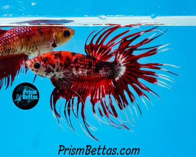 Leopard Koi Crowntail Male