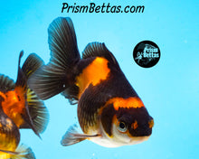 Load image into Gallery viewer, Orange and Black Oranda (3.25+ inches nose to tail)