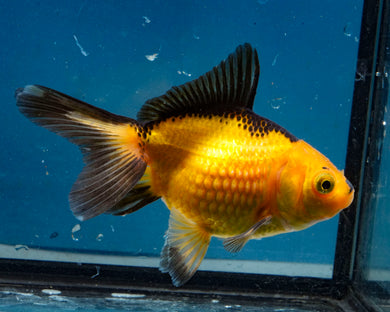 Apache Pearlscale Goldfish (3.5-4.25 inches)